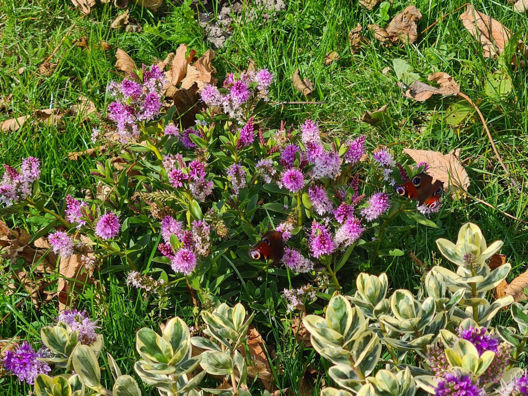 Chalet 'Como La Flor' Julianadorp Flowerfields Overview! Экстерьер фото